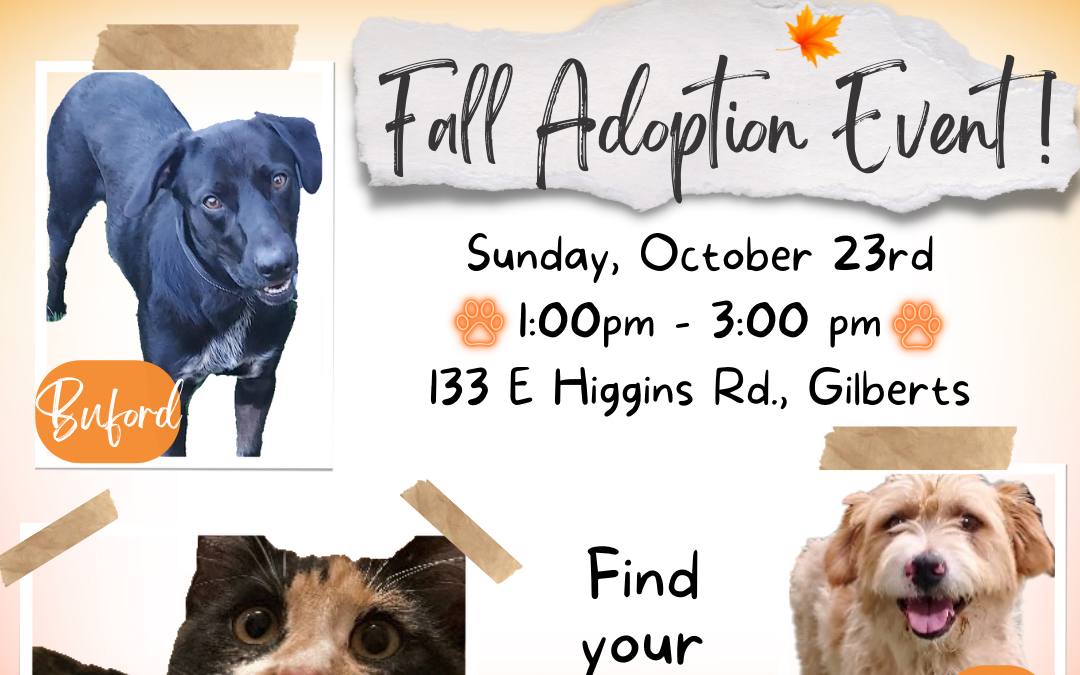 Pet Adoption Event at Four Legs Pets – Sunday, October 23rd