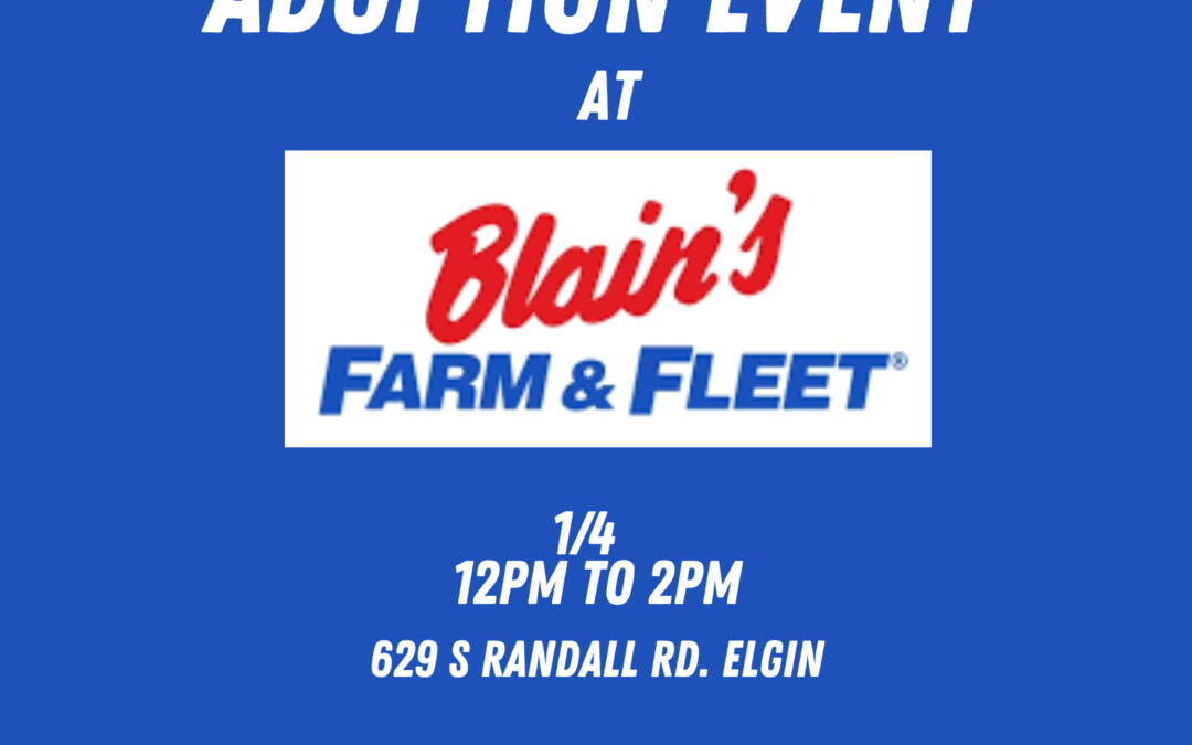 Meet Adoptables at Farm and Fleet